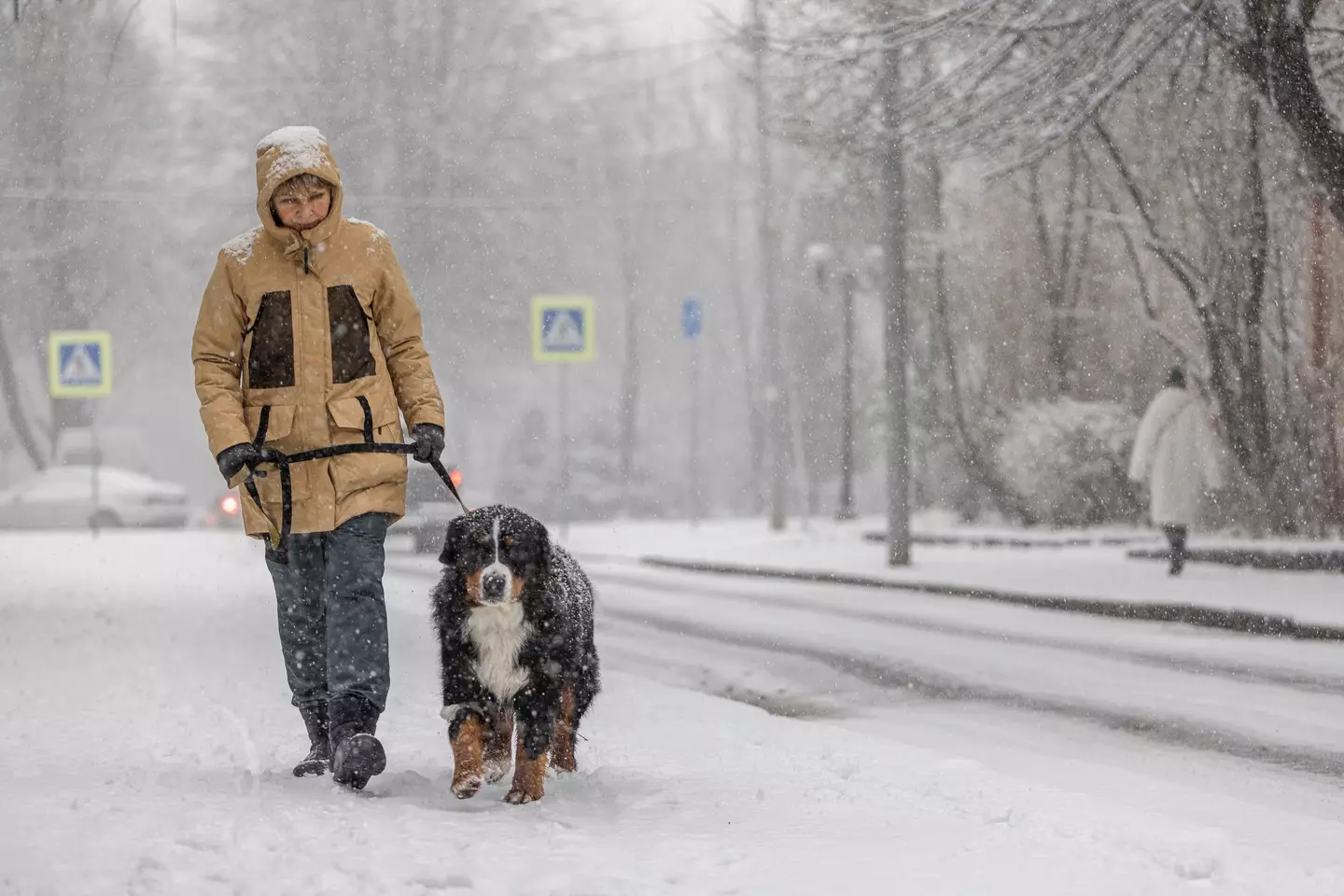 Walking your dog in colder temperatures can be dangerous depending on the breed (Getty Stock Images)