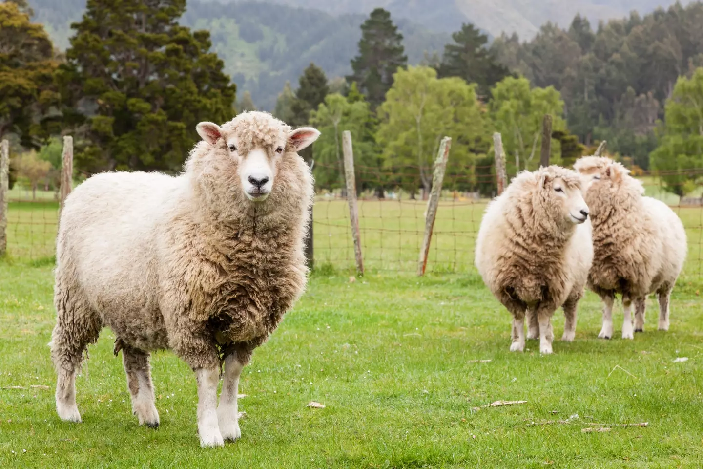 The secret ingredient comes from sheep skin.