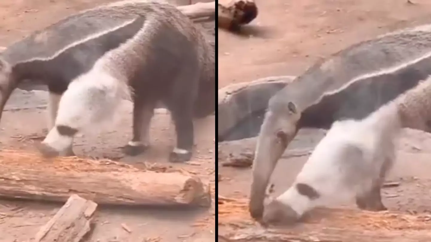 Bizarre footage showing anteater with 'two heads' finally explained after baffling the internet