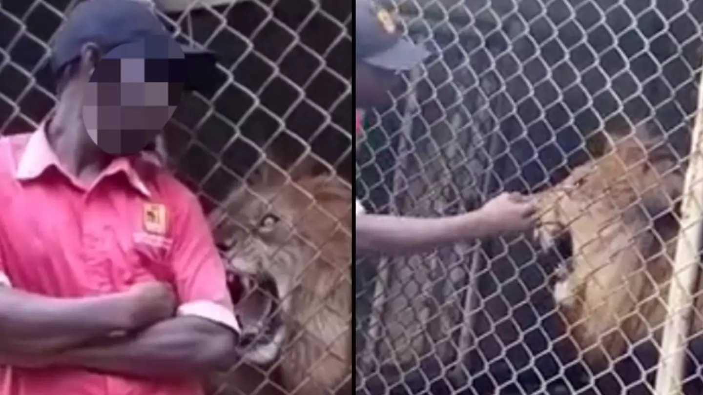 Man Has Finger Ripped Off After Sticking It Into Lion's Cage And Teasing Animal