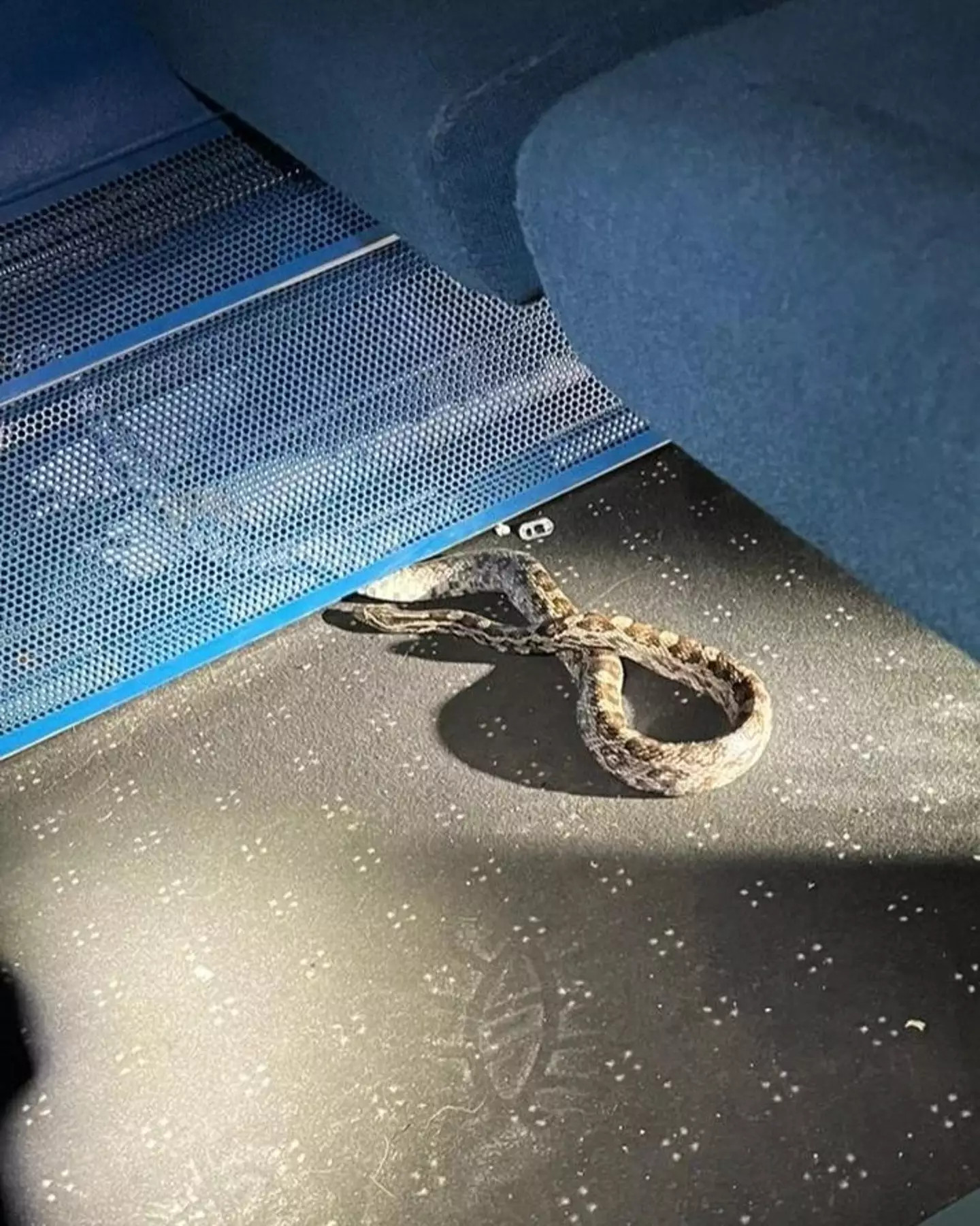 The snake was found by cleaners on the Southern Railway train.