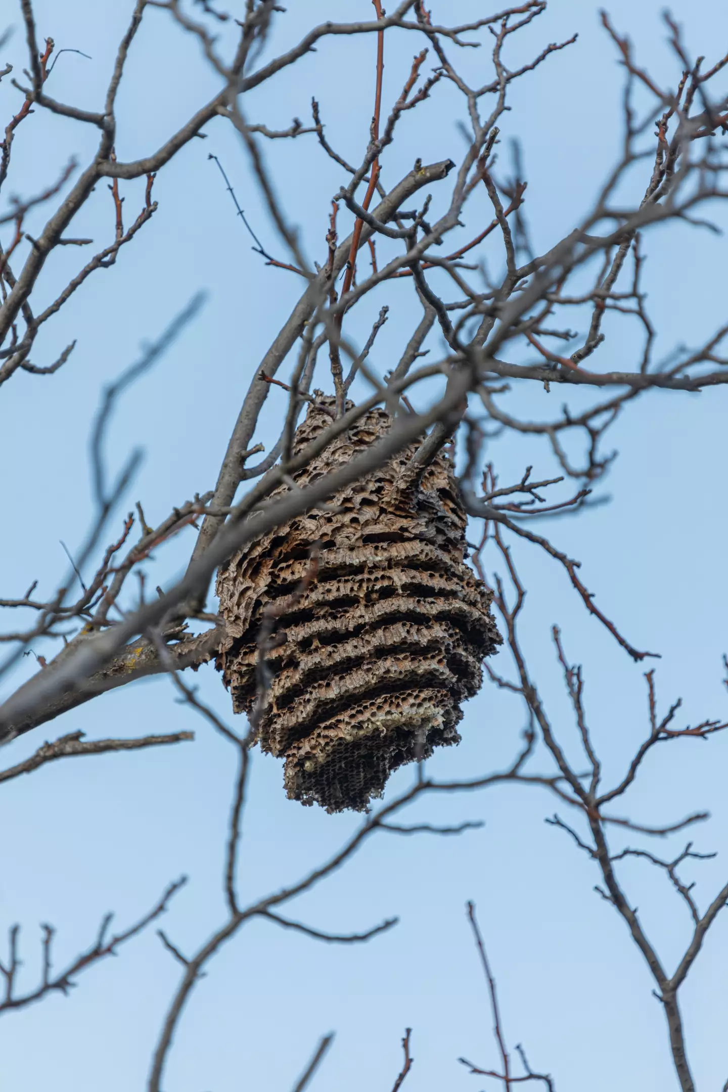 The government advise people to report sightings on the Asian Hornets app. (Getty Stock Photo)