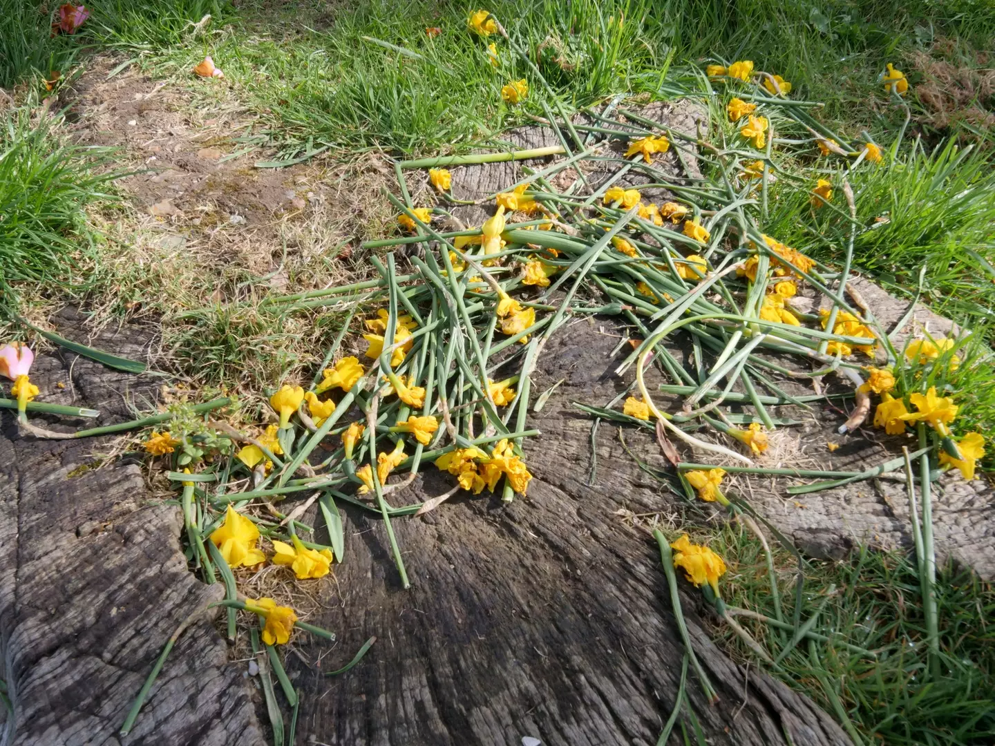 The daffodils won't be replanted.