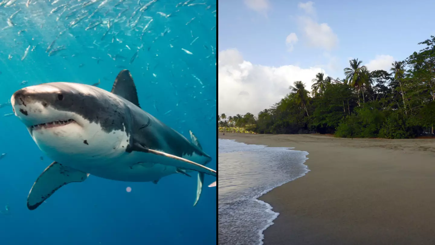 Health update issued on British tourist left fighting for life after shark attack near shore