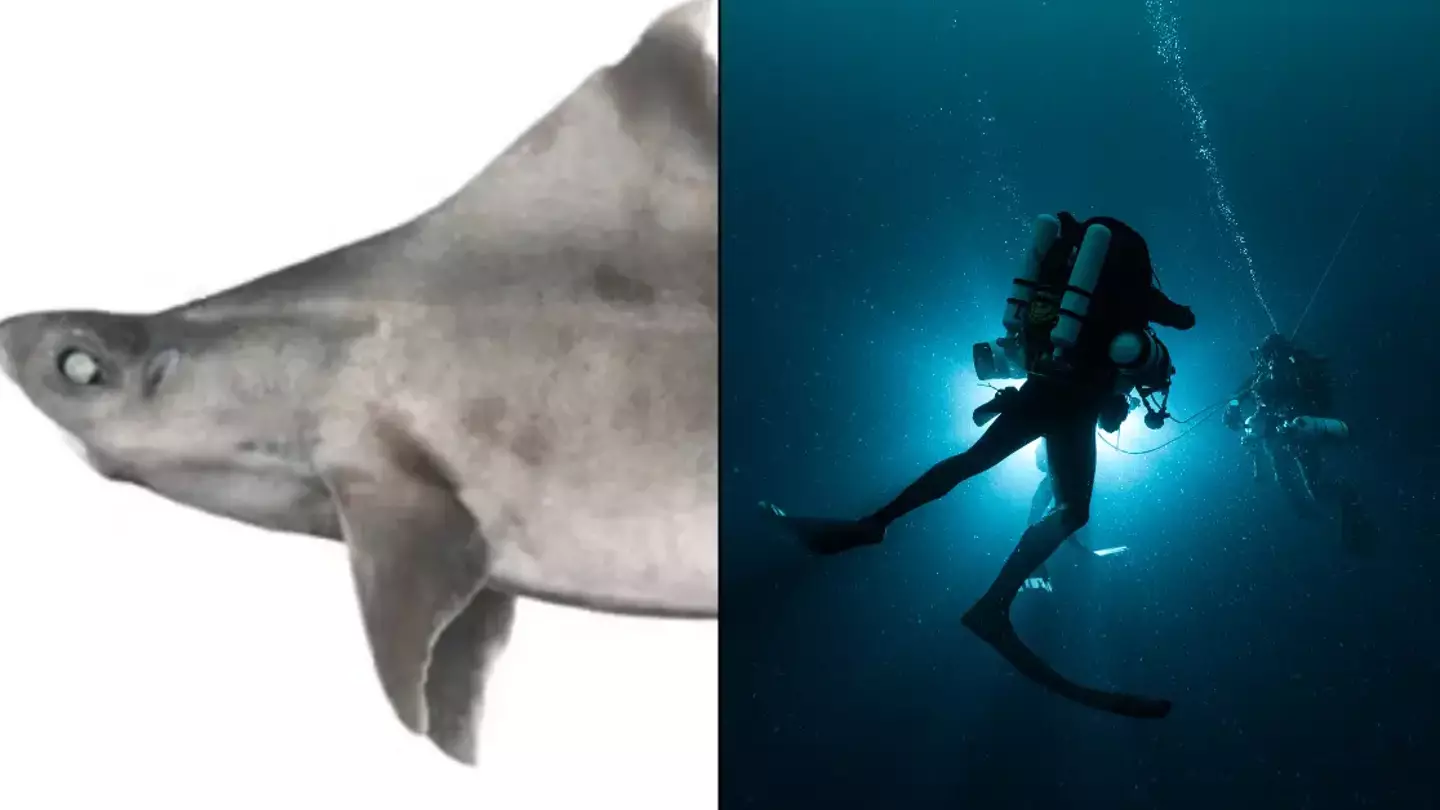 First-of-a-kind 'ghost' shark with rare disorder caught at bottom of the ocean