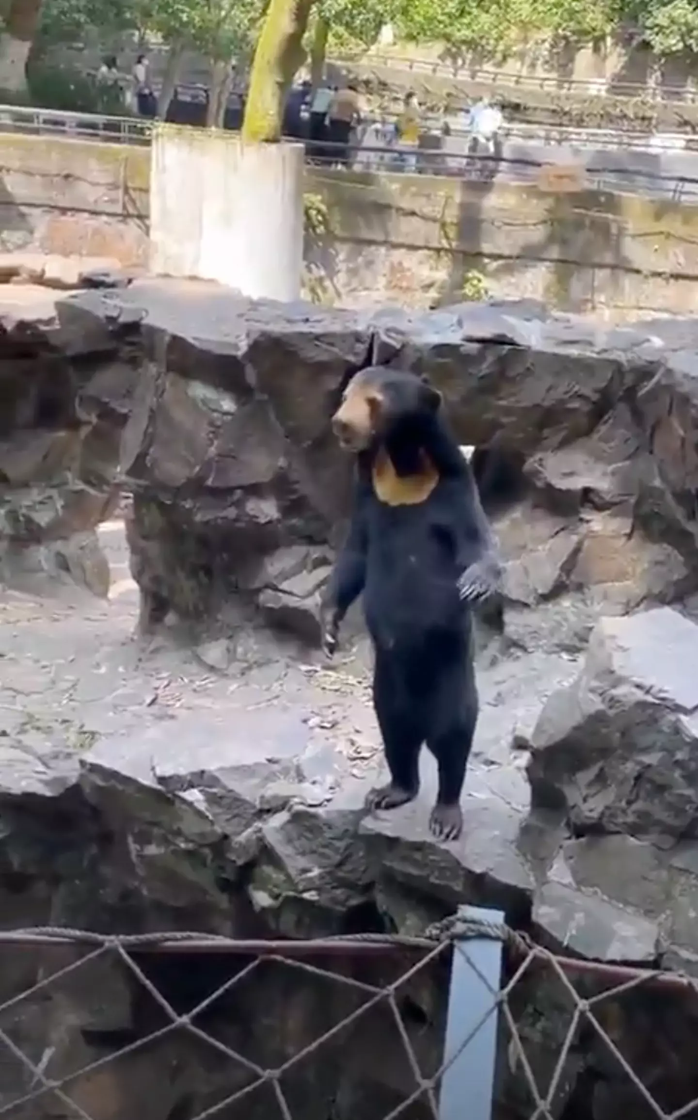 Angela the sun bear has become an internet sensation.