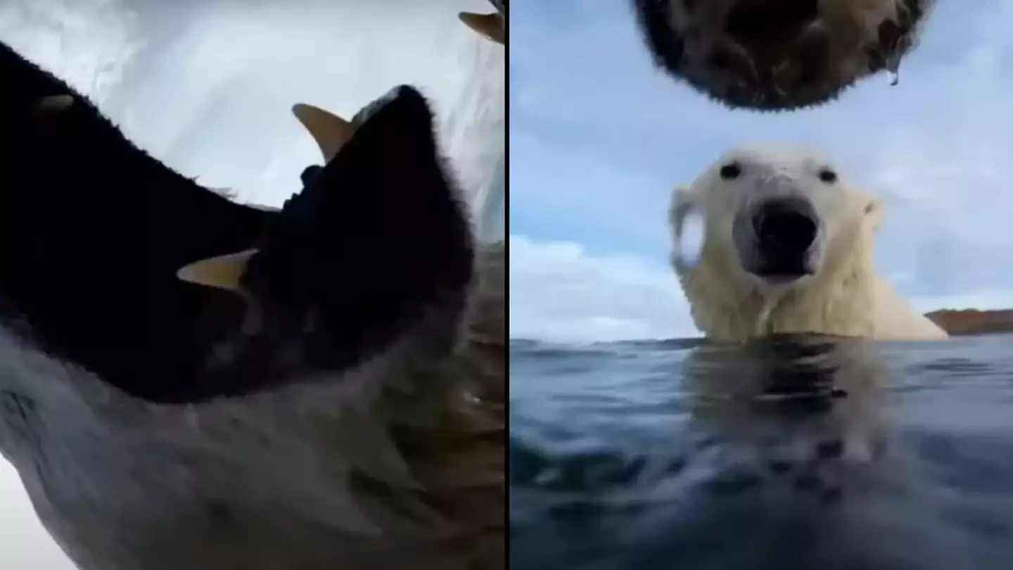 Scientists were left in shock after seeing results when attaching camera to group of polar bears