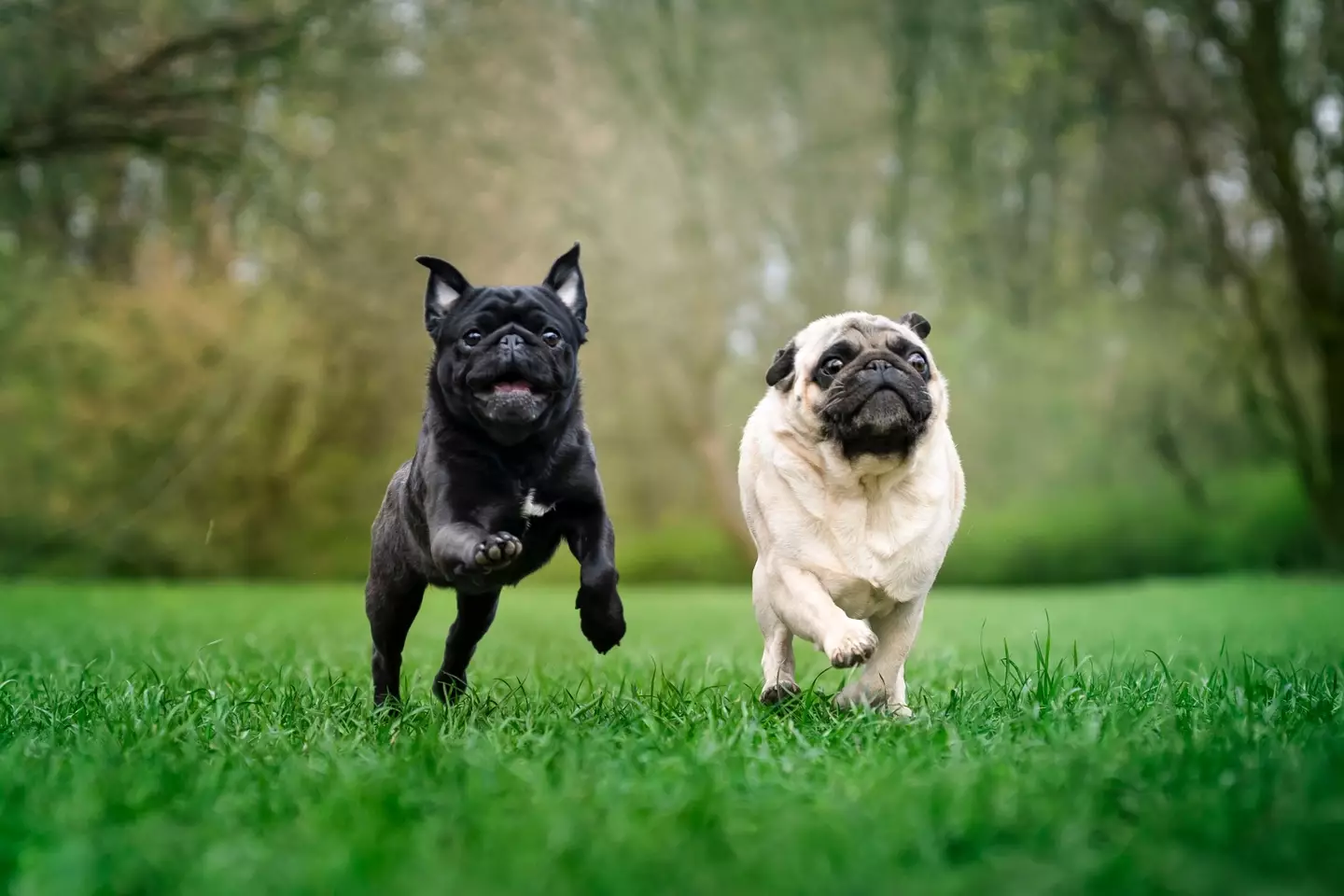 Flat-faced dogs tend to have more health problems. (Getty Images)