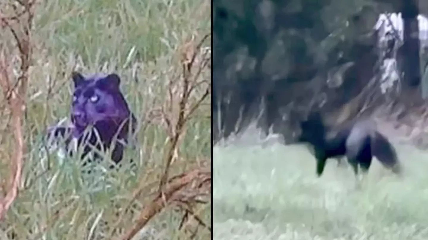 Panorama FIlms/@blackfoxes