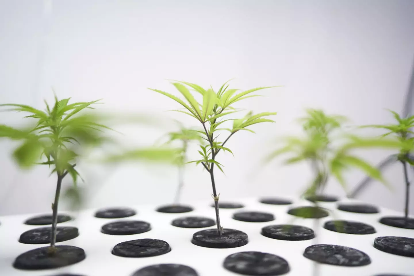 A new study warns that people's idea of what medical marijuana can do isn't quite the reality (Ana Ferreira/Bloomberg via Getty Images)