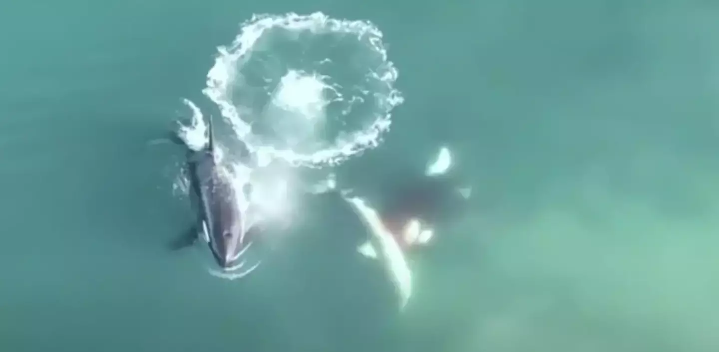 Orcas have been reminding great white sharks who's top of the food chain (Sea Search Research and Conservation)