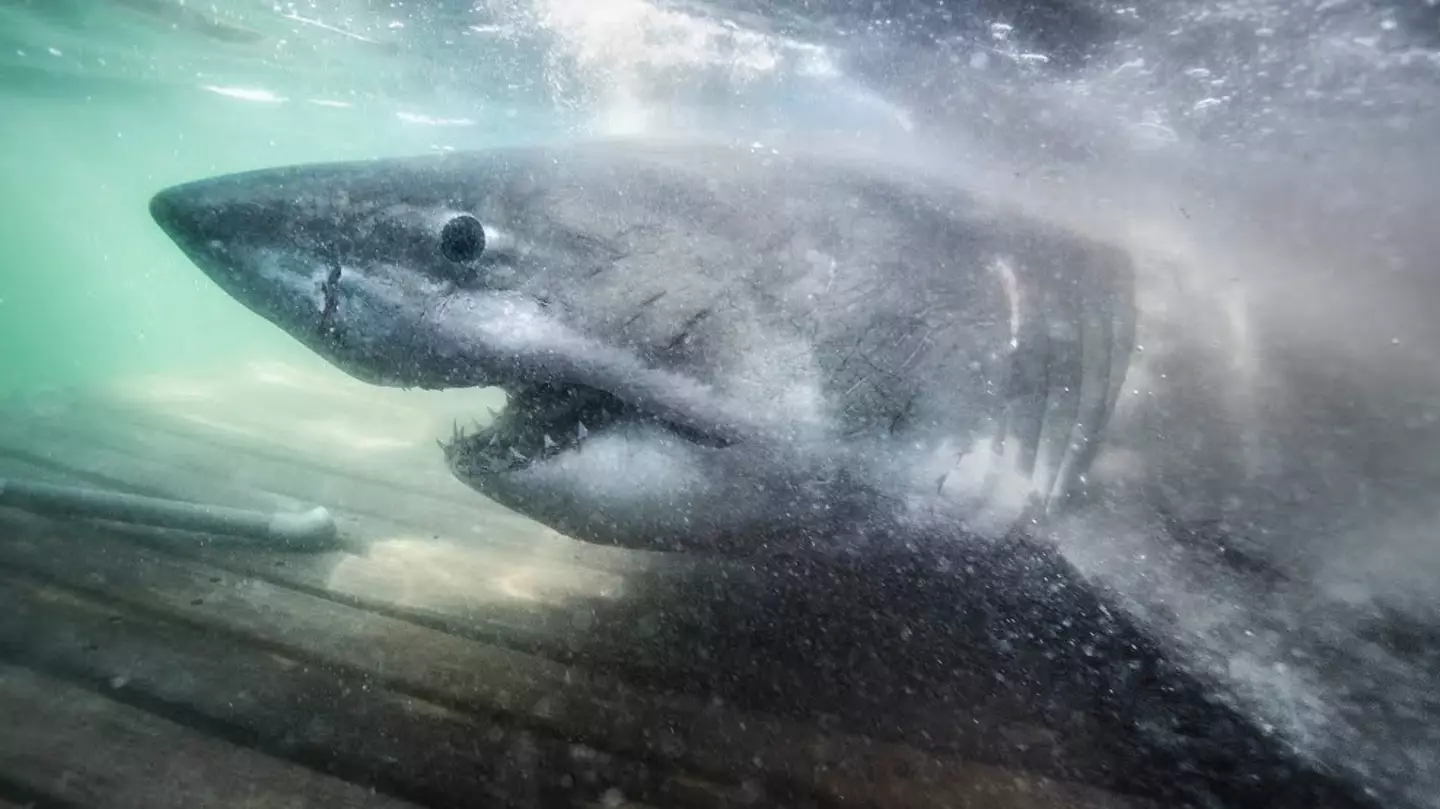Great white shark tracked heading furthest across Atlantic has completely disappeared since