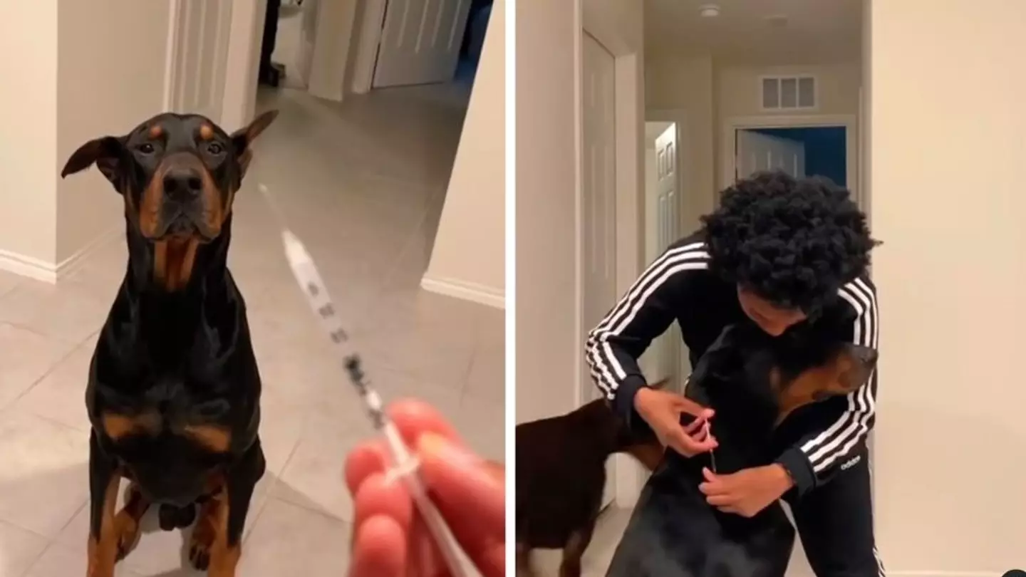 Dog Dubbed As "The Goodest Boy" For Taking Insulin Injections