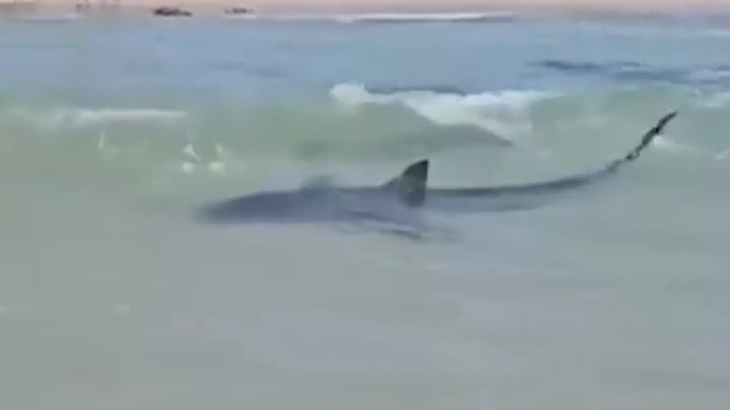 Tragic warning given to man who went missing and feared dead after being dragged away by shark