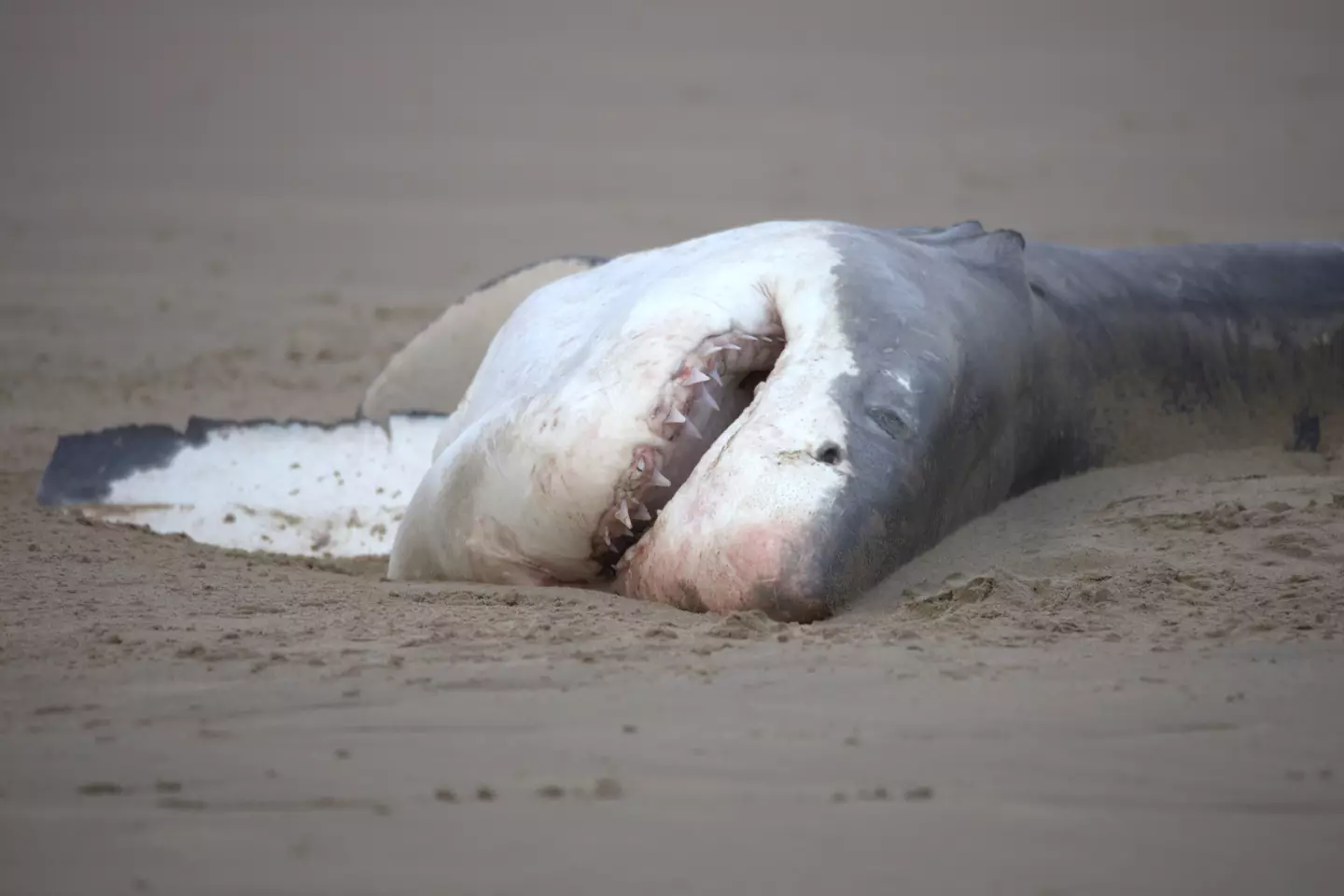 Astonishing footage from South Africa has captured the moment a killer whale took out a great white shark in just two minutes - for the 'first time ever'.