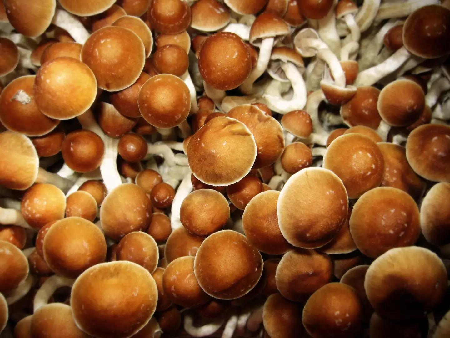 When the individual stopped taking the psychoactive drugs, her cancer returned.