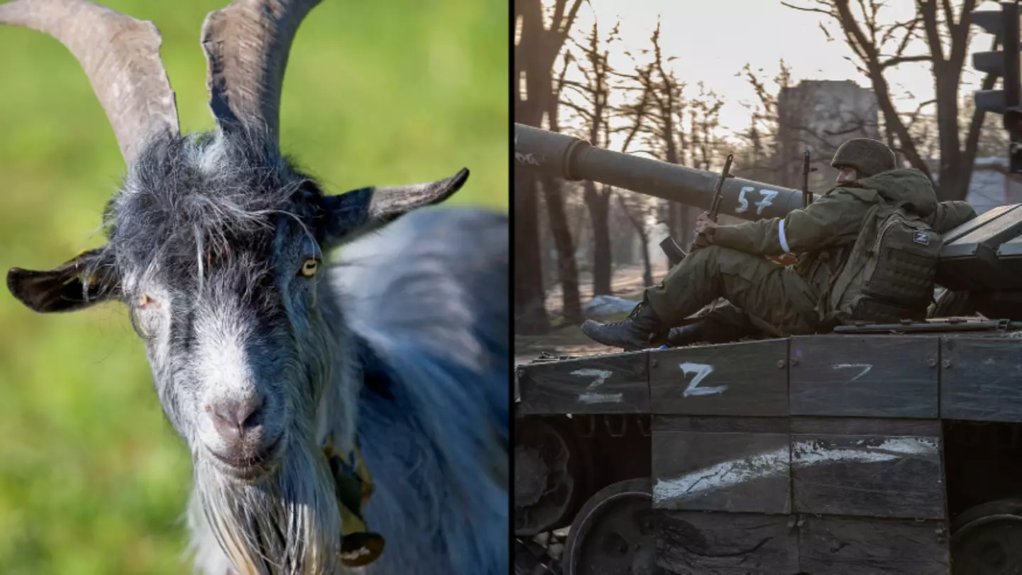 Goat Injures Scores Of Russian Soldiers After Triggering Tripwire Connected To Ring Of Grenades