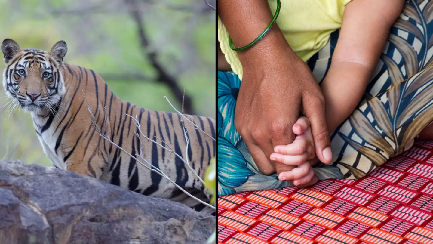 Woman gives phrase 'tiger mum' new meaning after fighting off big cat with bare hands