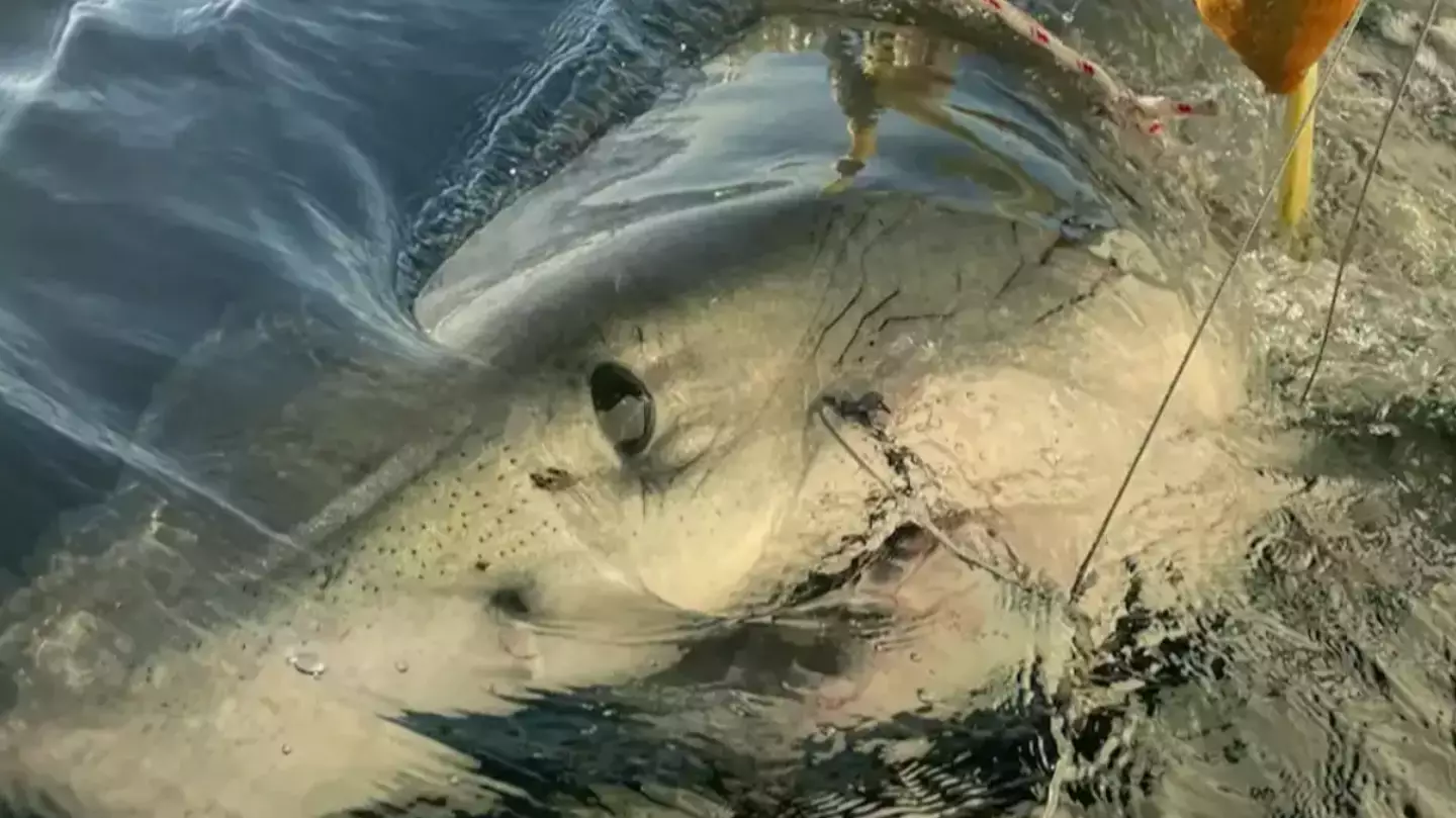 Where biggest male great white shark ever recorded in Atlantic Ocean is now after being discovered off US coast