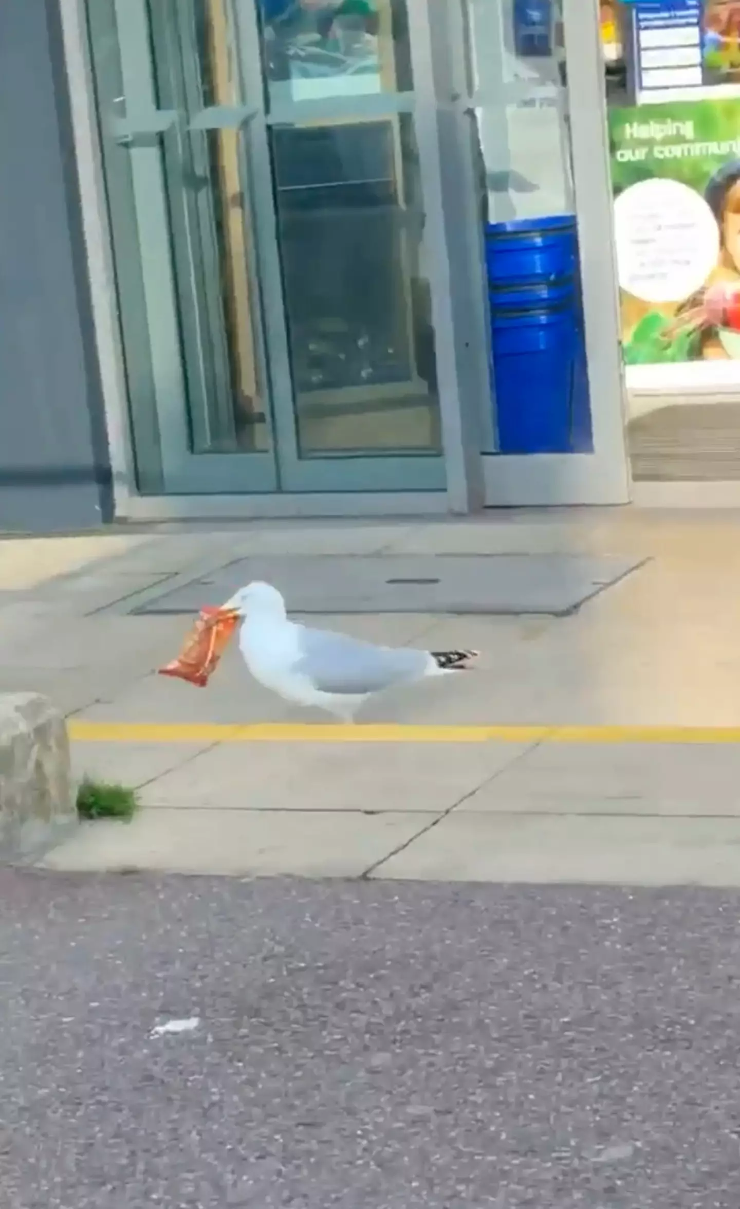 The pesky seagull has since been named Steven.