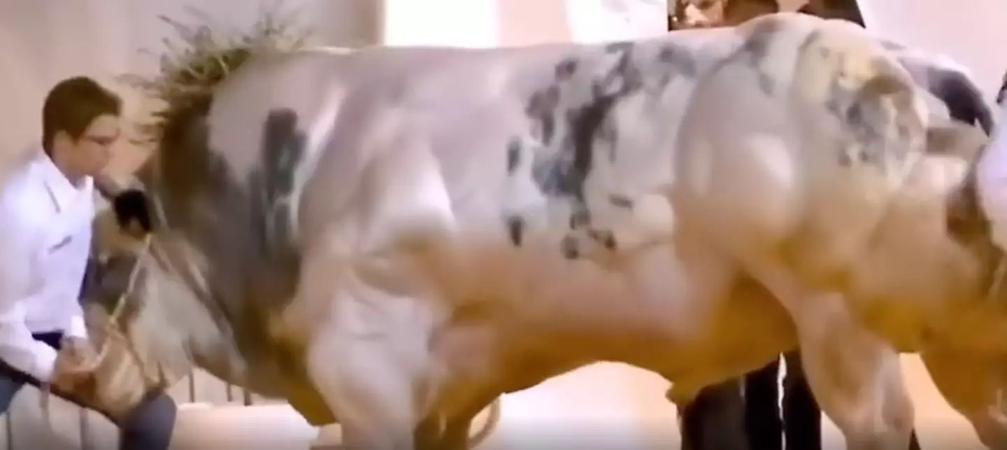 'Hey Tim, mind shifting that massive bull for us?'