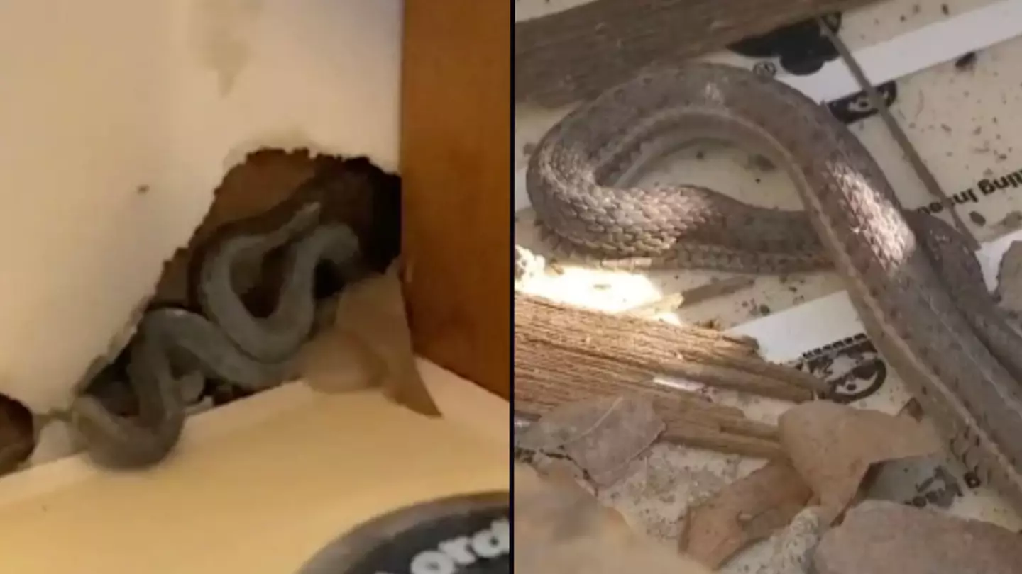 First time house buyer finds snakes in walls of new home after they felt 'warm'