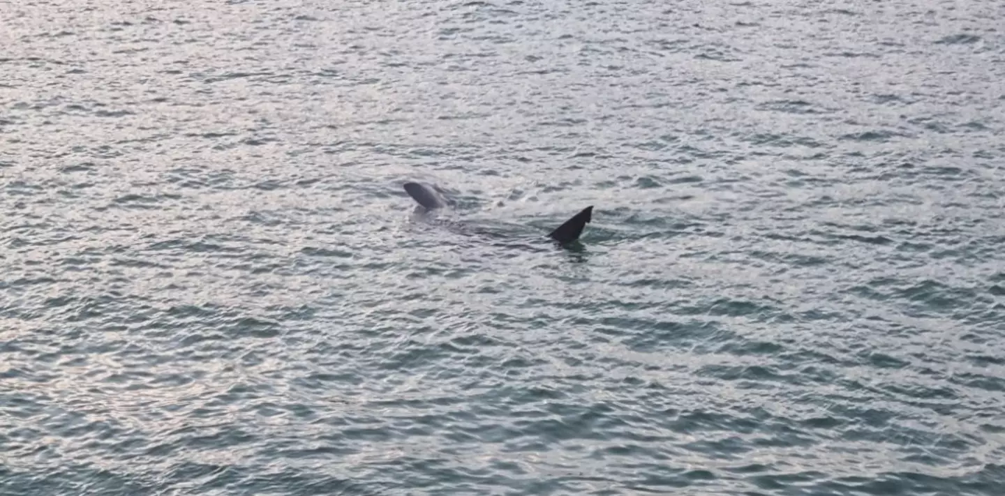 Olga and her family spotted a shark in the St Ives harbour.