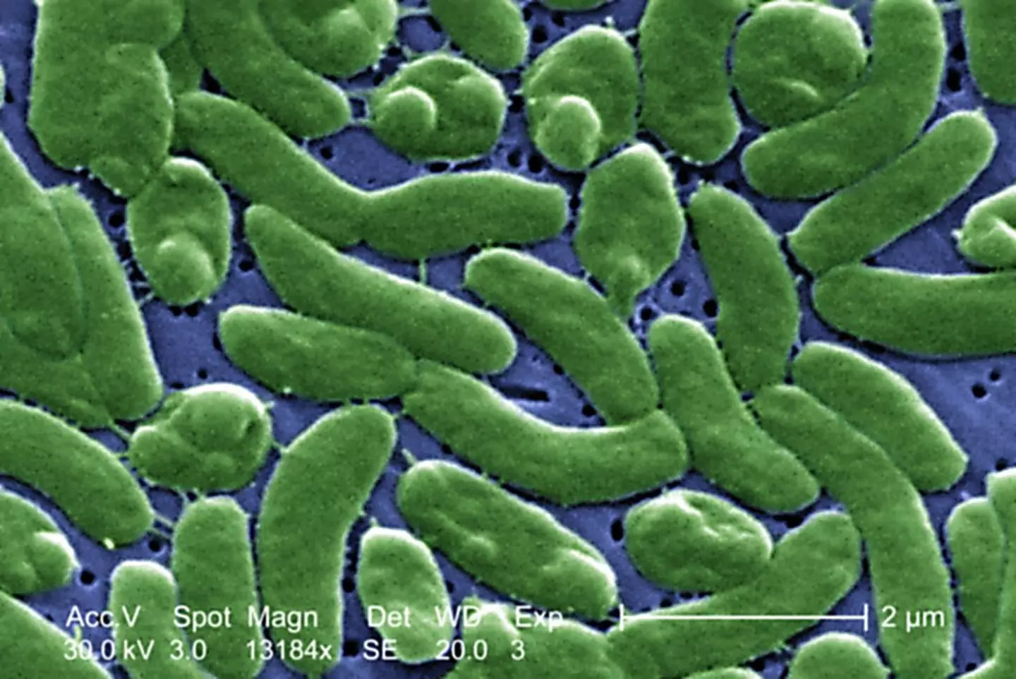 Vibrio vulnificus has killed at least eight people across Florida and Louisiana so far (Getty Stock Images)