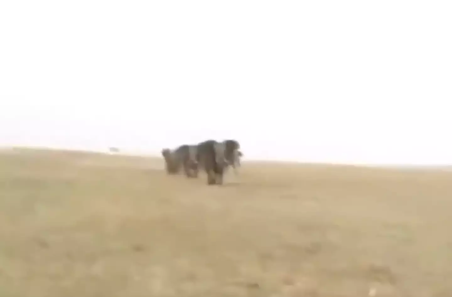 The hunters ran off as the elephants get ready to charge.