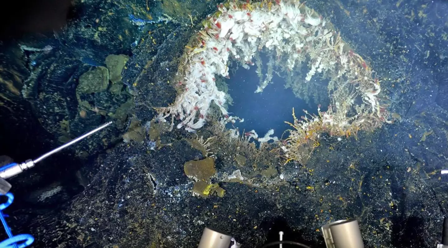 The underwater volcano could cause an earthquake (Schmidt Ocean Institute)