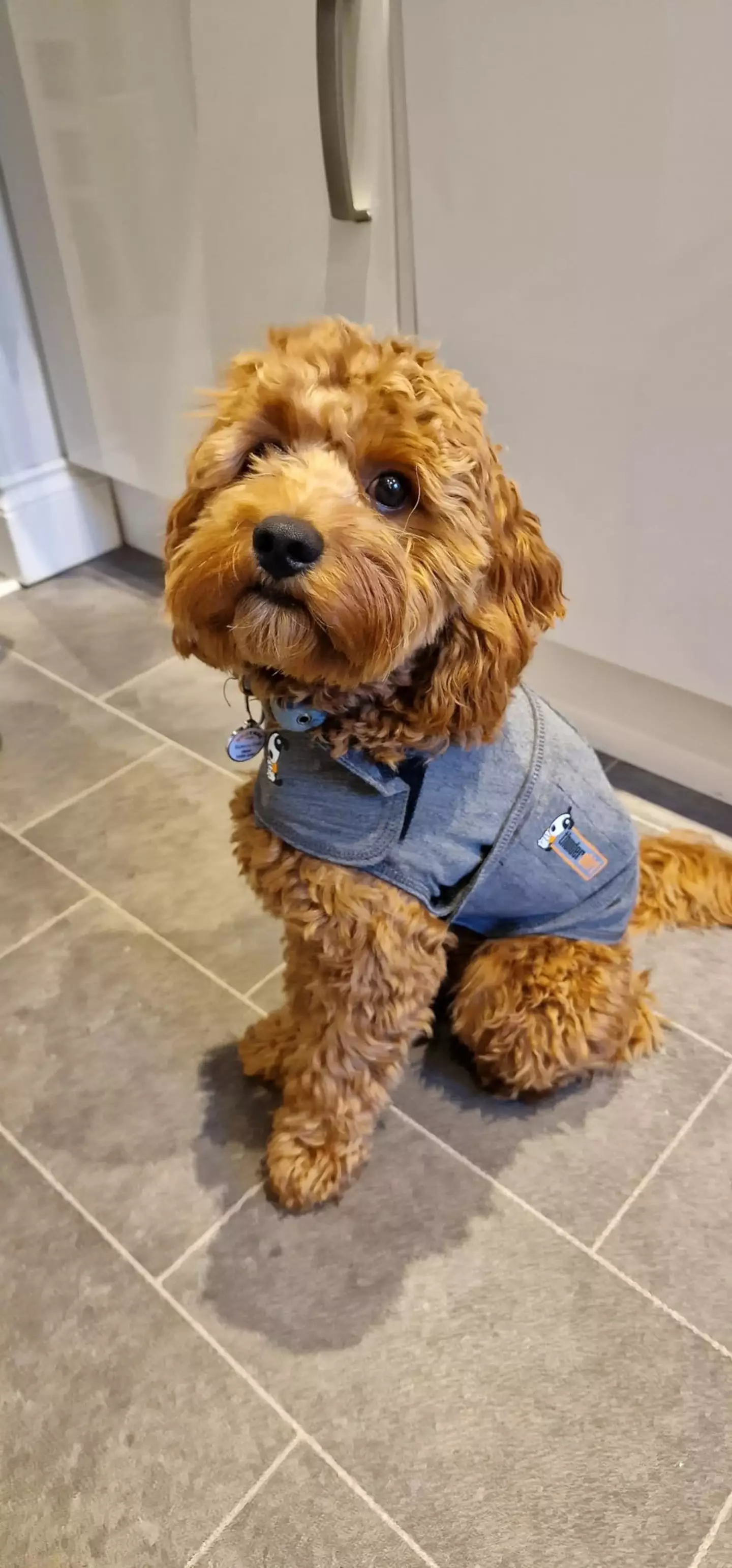 The anti-anxiety jacket is selling fast (Amazon reviews)