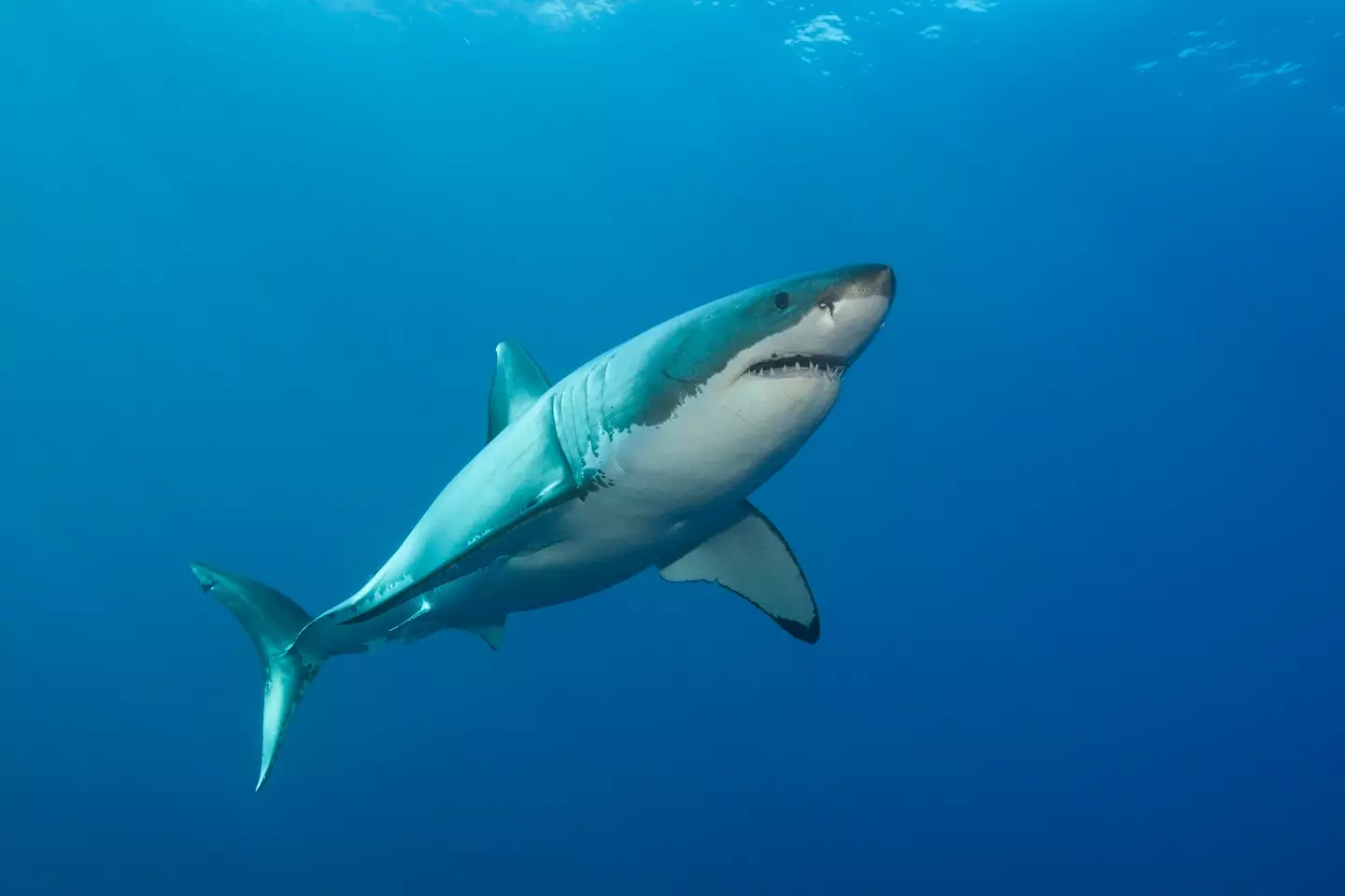 This is what the shark will look like one day, what a transformation.