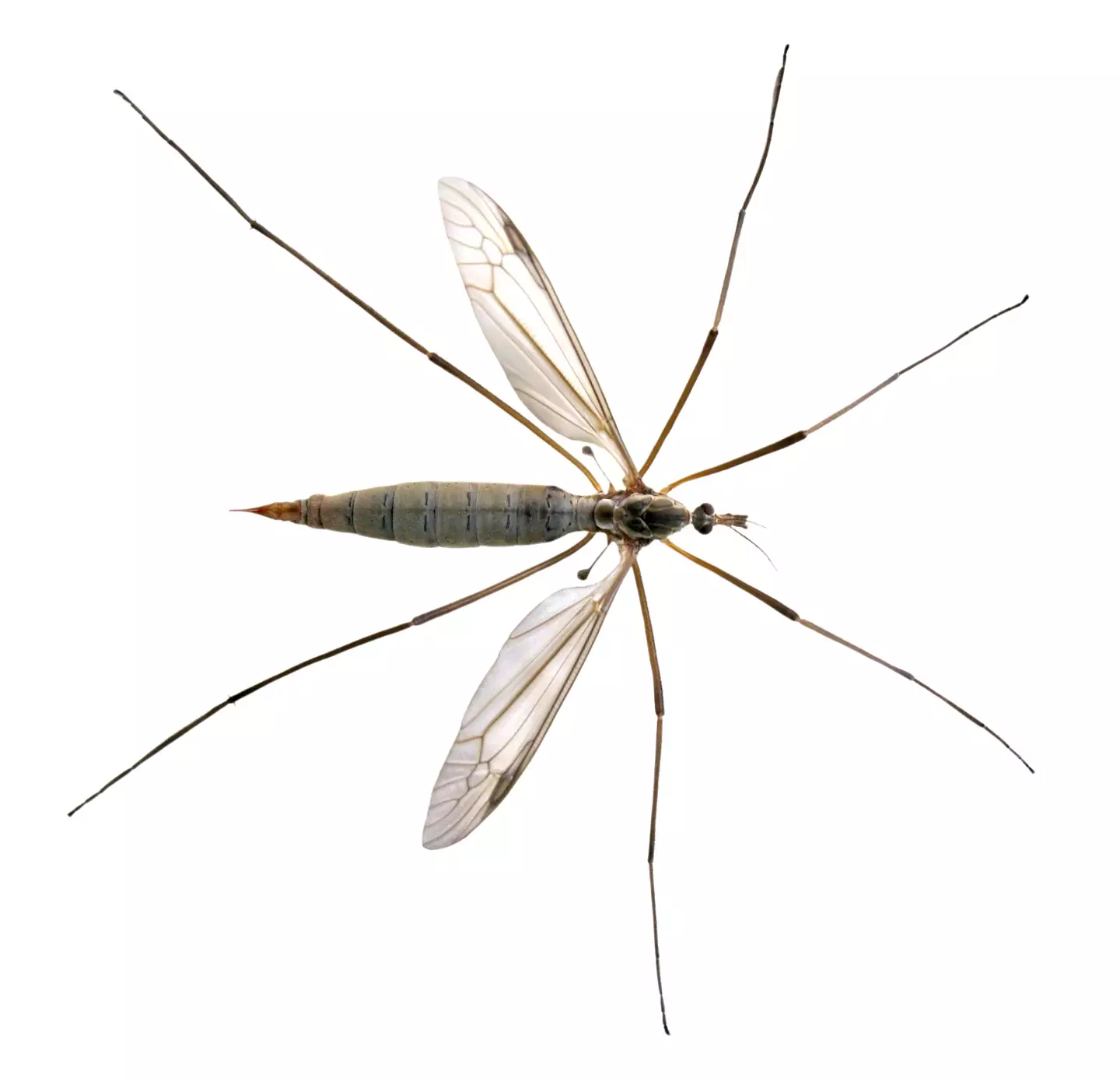 The crane fly is one of the bugs we refer to as a daddy long legs.