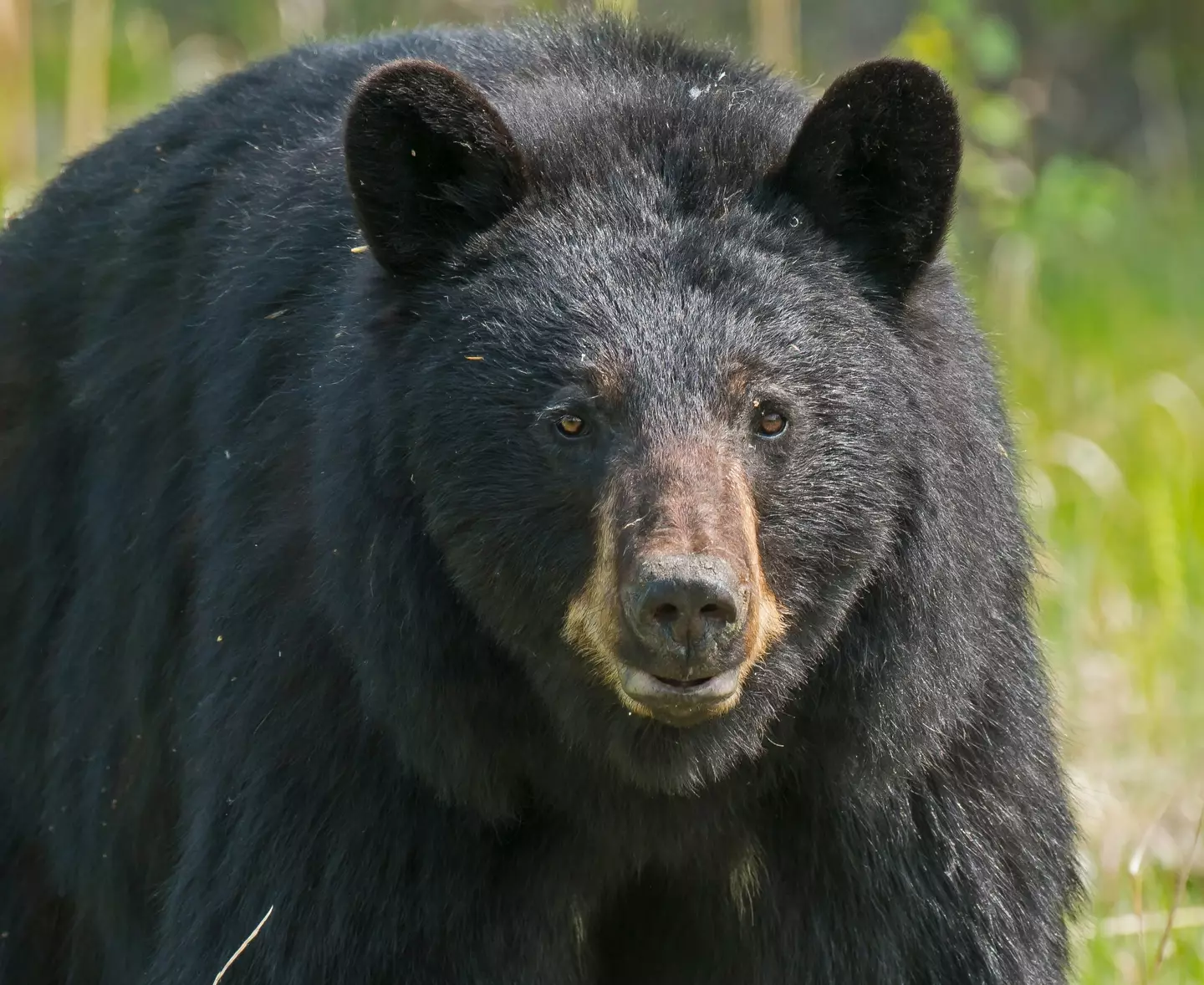 The US National Parks Service has advised to fight back if a black bear charges and attacks.