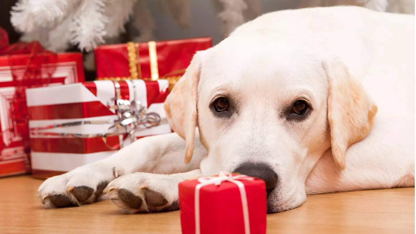 Dog Ate All Of Family's Turkey On Christmas Eve