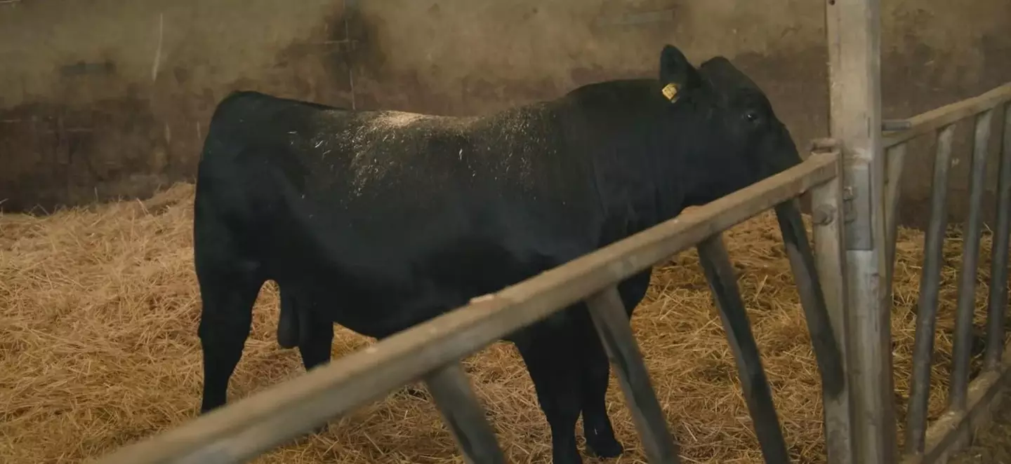 Endgame the breeding bull was a fan favourite of the newest season (Prime Video)