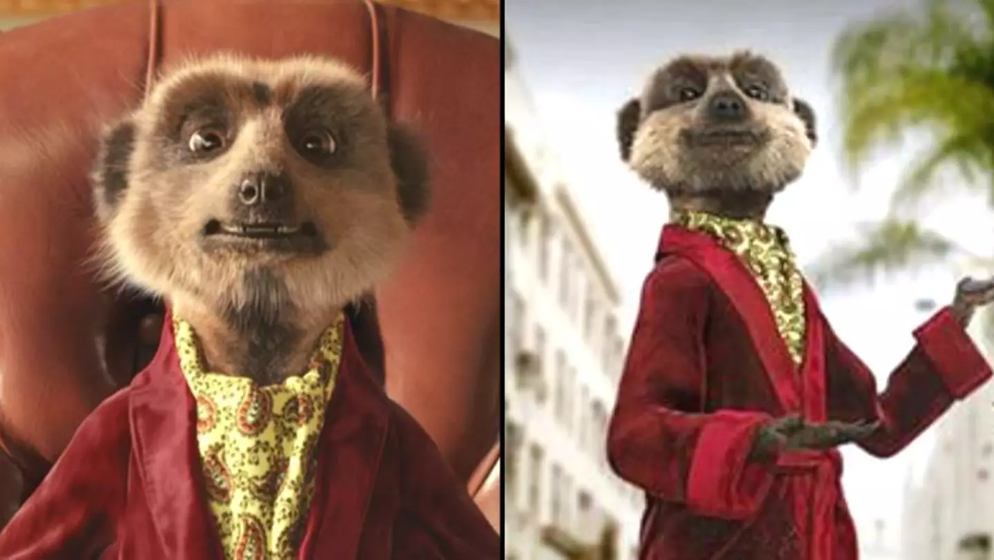 Compare The Market Pulls Meerkat Ads From TV News After Ukraine Invasion