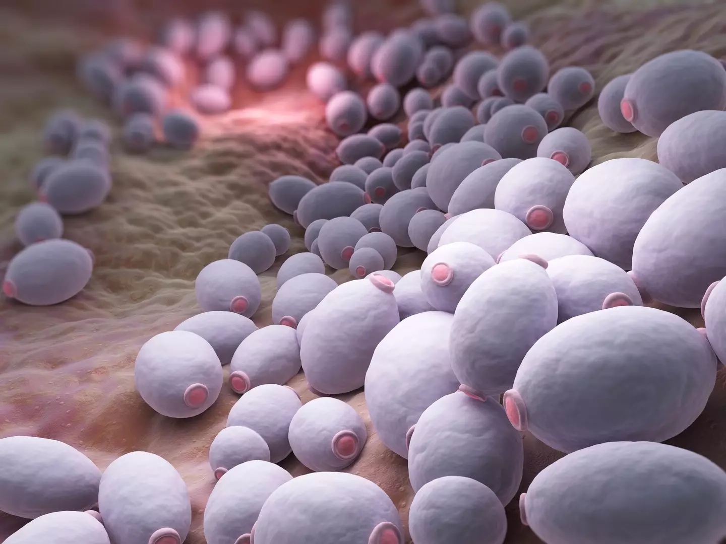 C. auris has been listed as one of the 19 fungi that are a 'significant threats to human health', according to the WHO (Getty Stock Images)