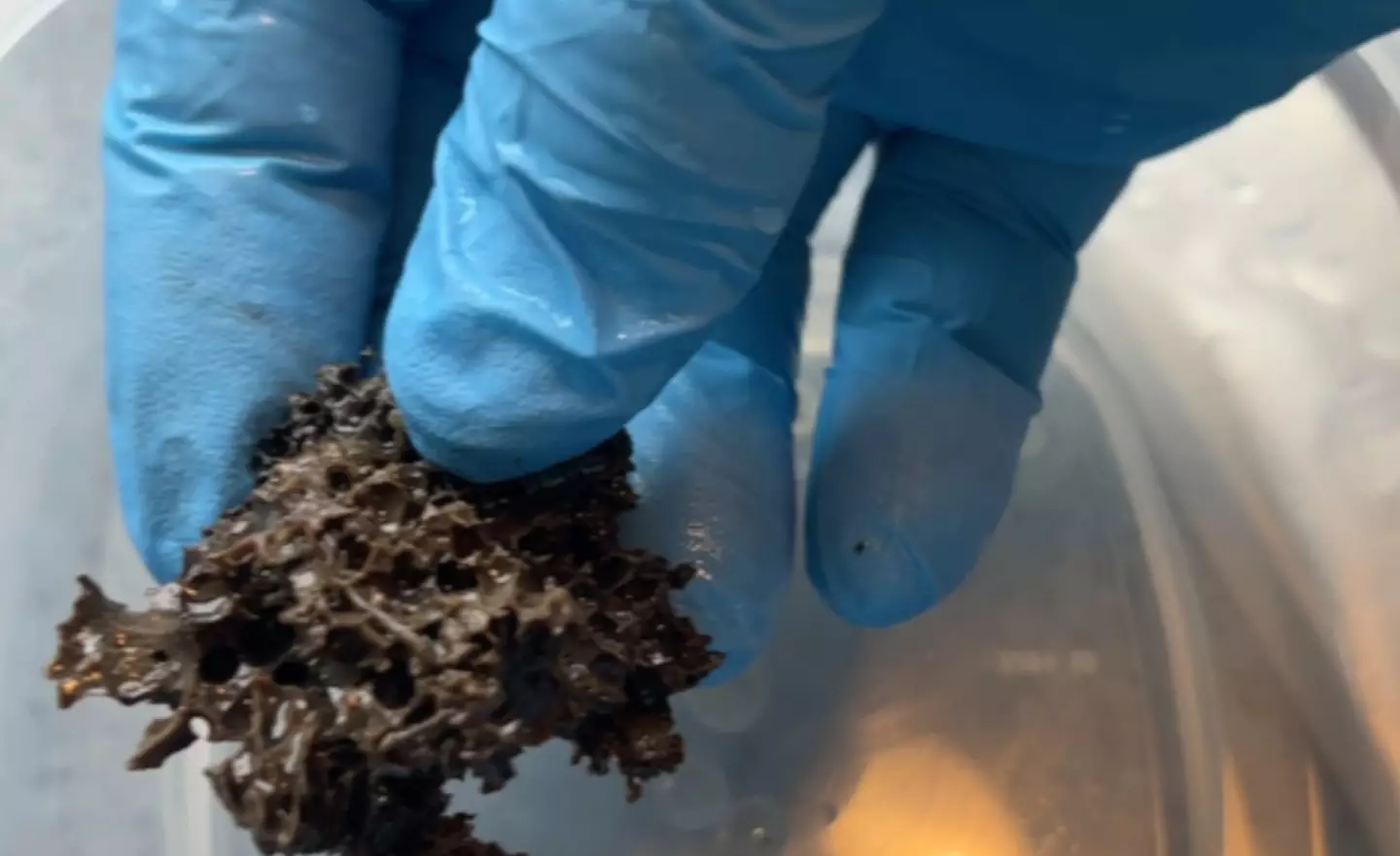 A chunk of wood recovered from the ship, and nobody is sure exactly how much gold has survived after nearly 150 years.