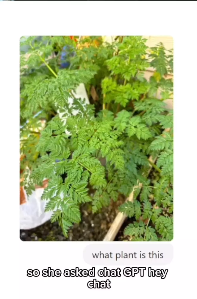 The friend sent photos of the plant to ChatGPT (@rawbeautybykristi/Instagram)