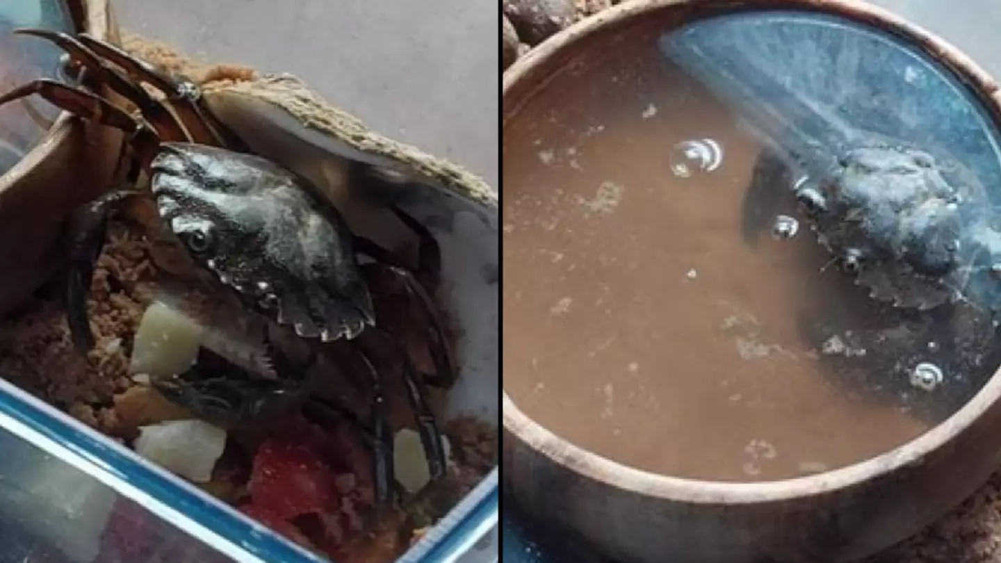 Family Discover Crab In Market Toilet And Travel Five Hours To Return It To Sea