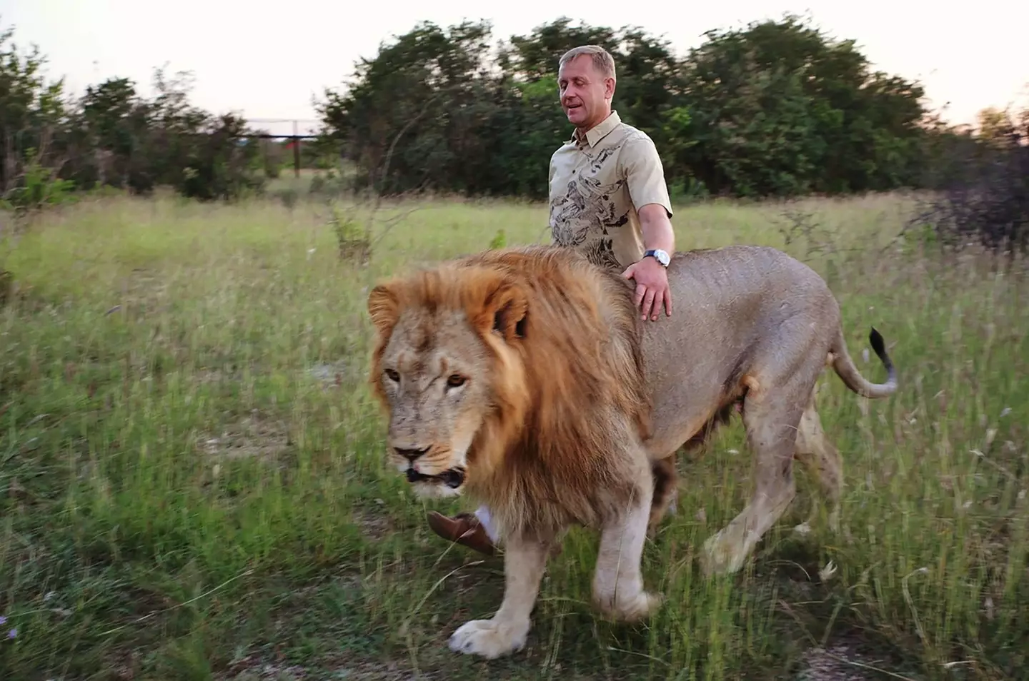 Russian man Oleg Zubkov has earned a reputation as the 'lion whisperer' (East2West)
