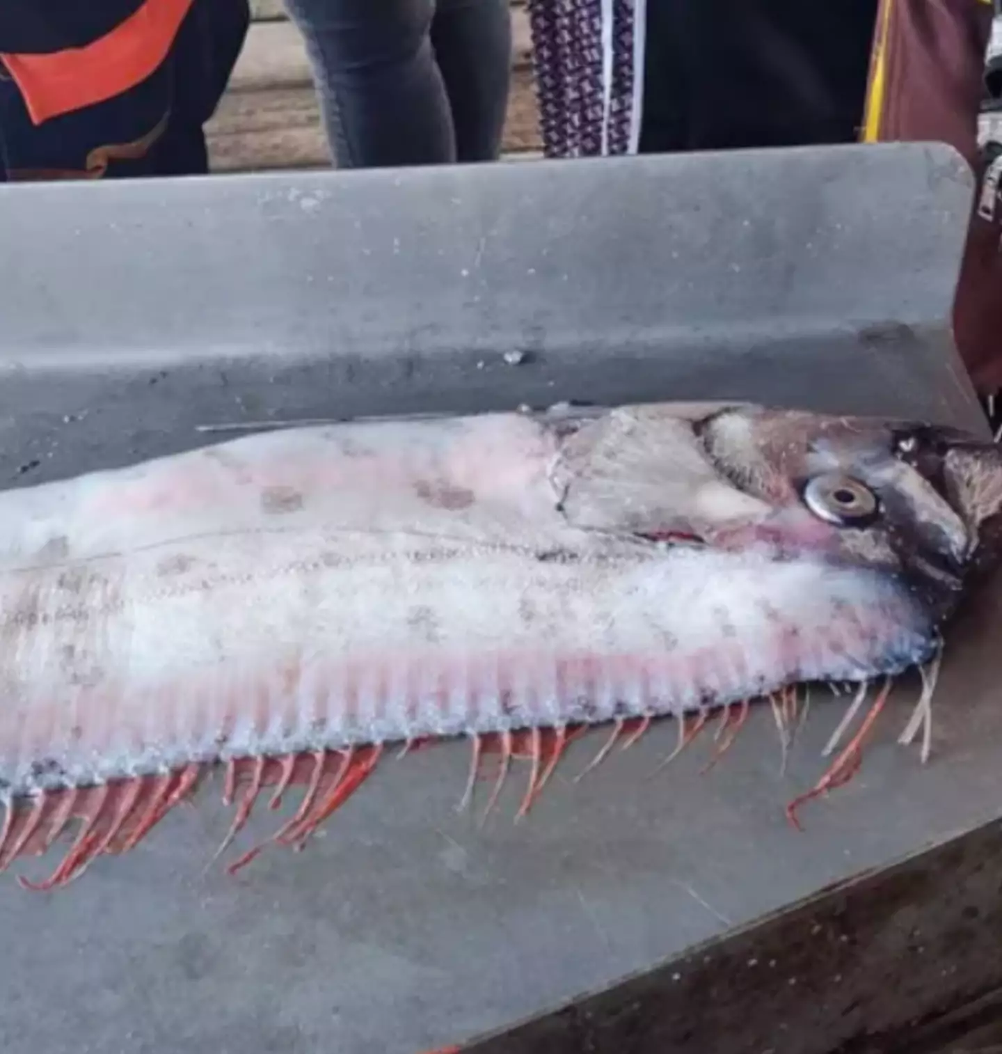 A 9ft 4in oarfish has been caught off the coast of Thailand.