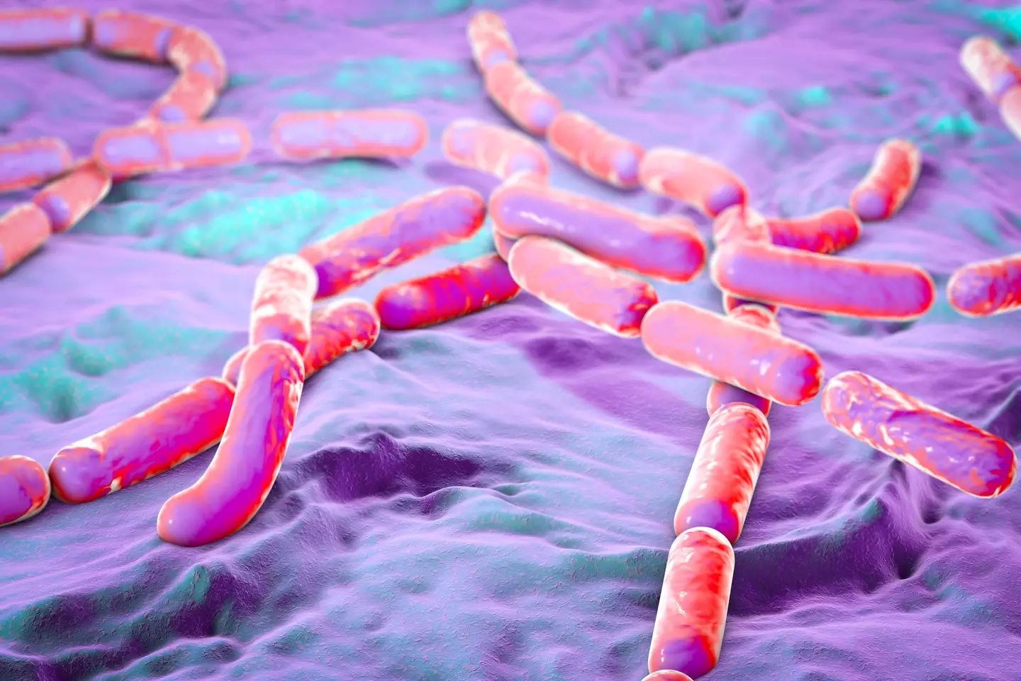 The student died 10 hours after consuming the toxic meal (Kateryna Kon/Science Photo Library/Getty stock images)