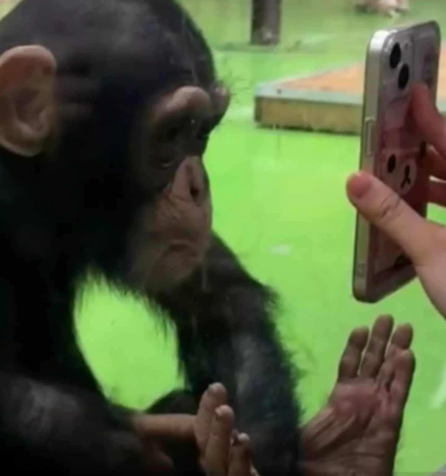 Ding Ding was apparently developing a liking for social media videos (Douyin)