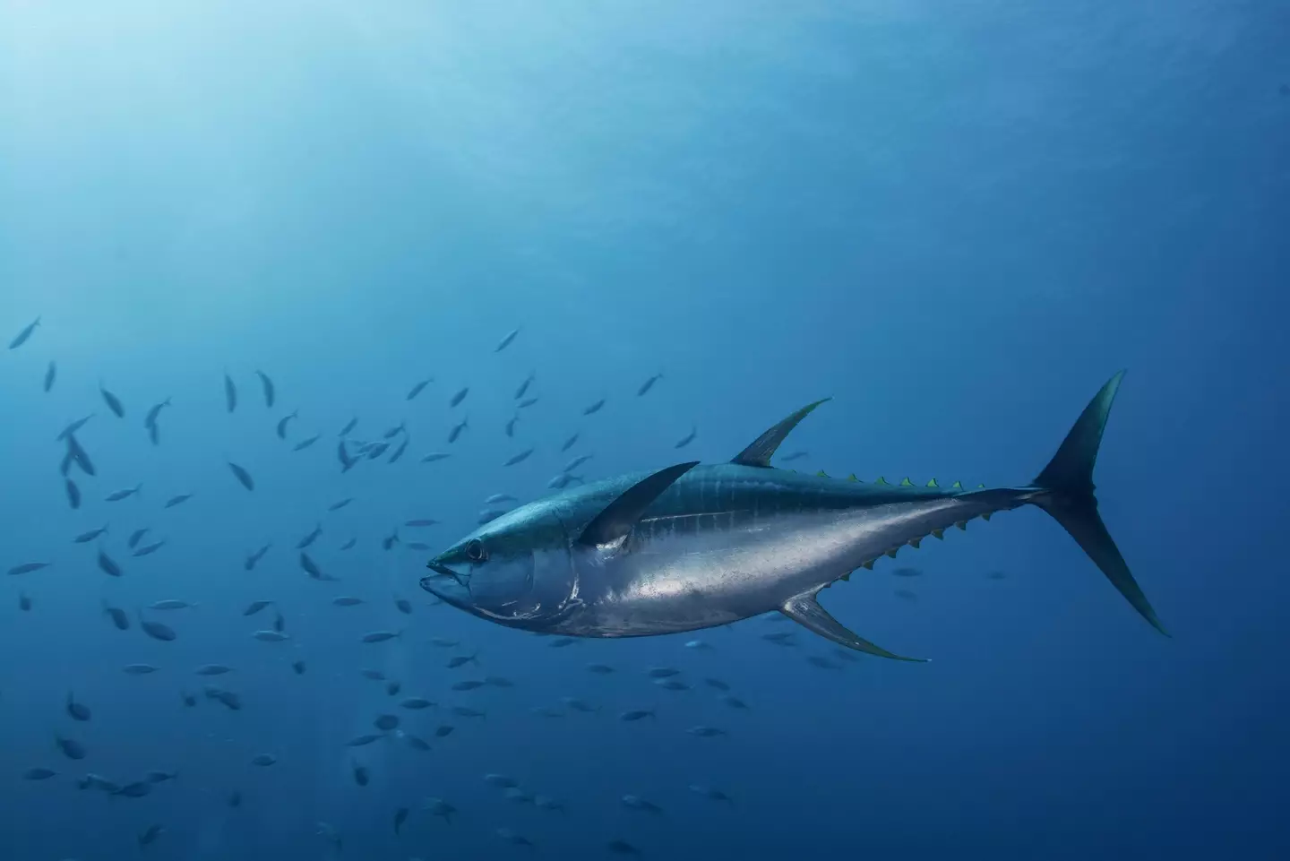 The 63-year-old was reportedly pulled overboard by a large tuna.