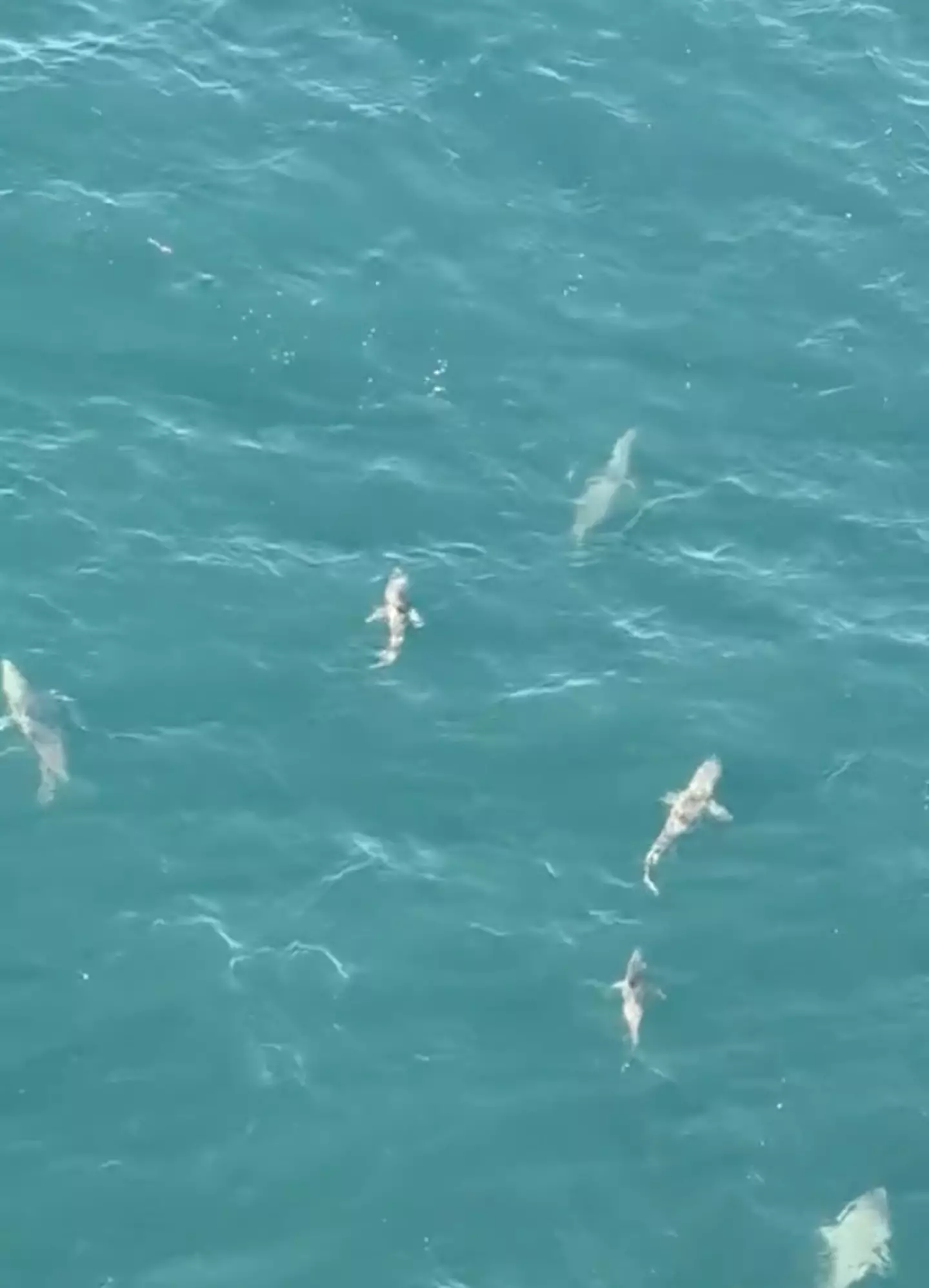 Several sharks wouldn't leave the boat alone.