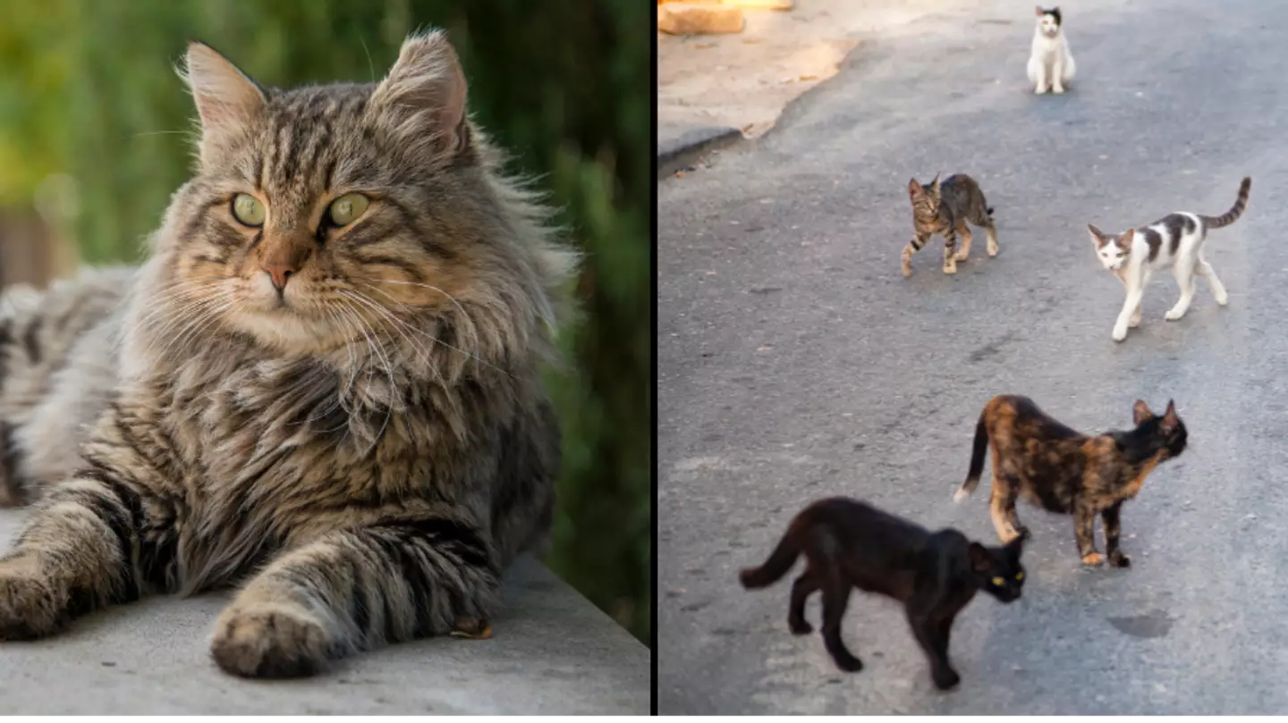 Deadly cat virus that’s taking over Cyprus could be ‘catastrophic’ if it reached UK