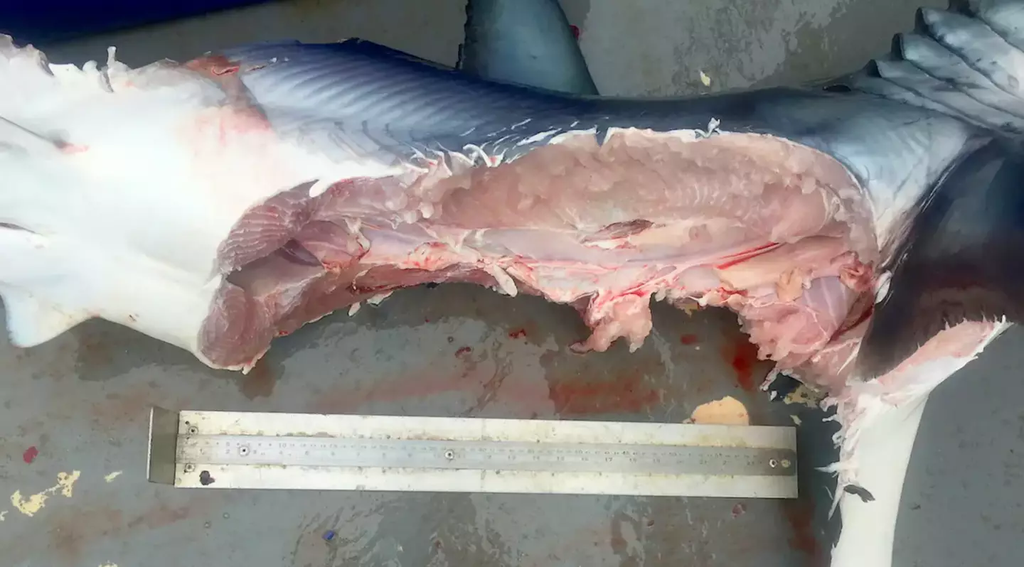 This shark was basically bitten in half.