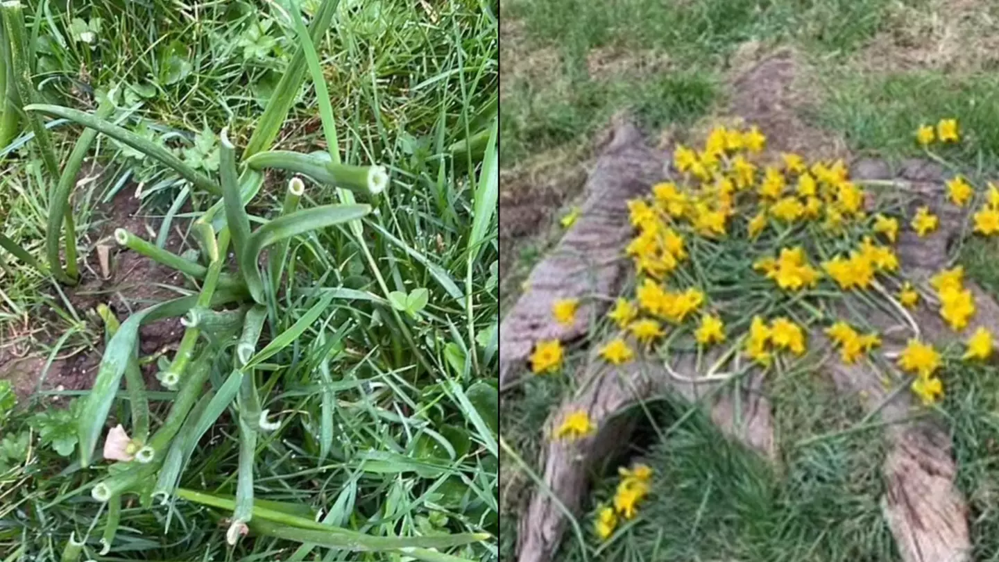 Council's 'Bonkers' Decision To Remove Park Daffodils In Case People Eat Them